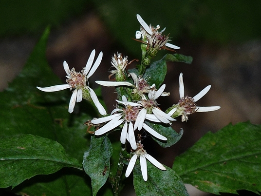 {Oclemena acuminata}